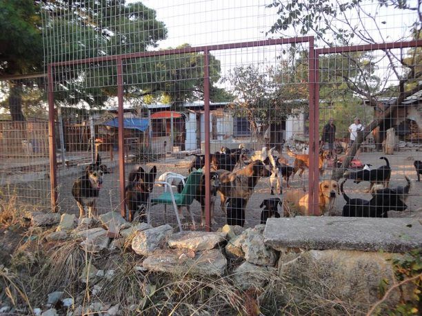 Θεσσαλονίκη: Τον αθώωσαν αν και εξαιτίας του 27 σκυλιά αλληλοσπαράχθηκαν στο παράνομο κυνοκομείο (βίντεο)